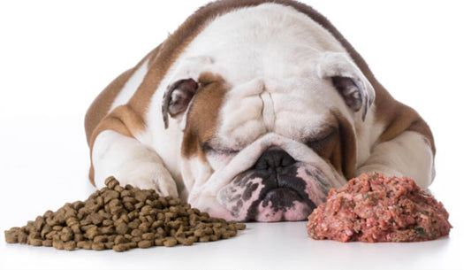 Can You Combine Raw and Kibble in Your Dog's Diet
