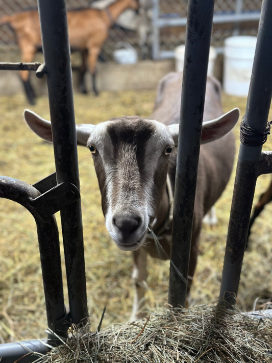 The Hydration Power of Goat Milk: Why Your Dog Needs It