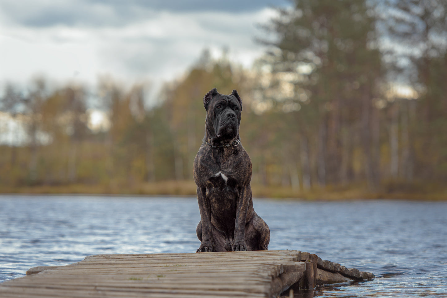 CaNine Gift Card