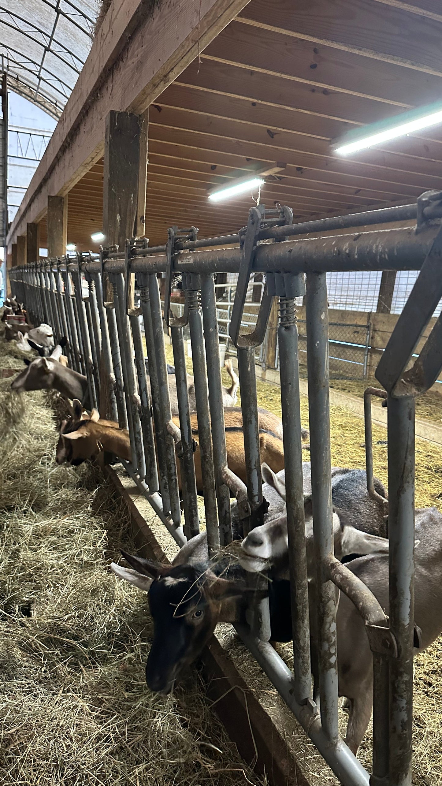 hīˈdrāSH(ə)n Raw Goat Milk