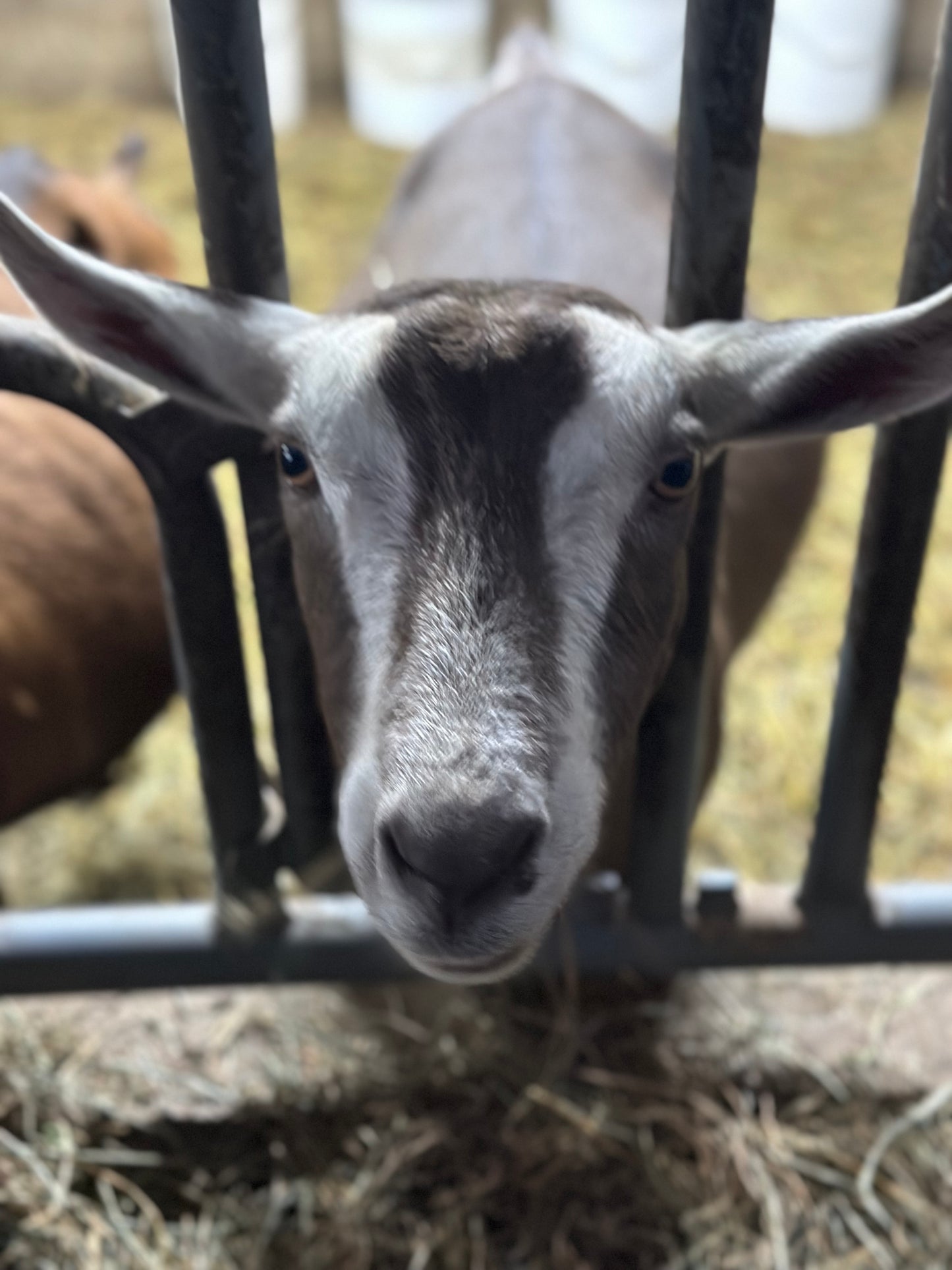 hīˈdrāSH(ə)n Raw Goat Milk